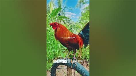 Brown red (Alimbuyugin) .